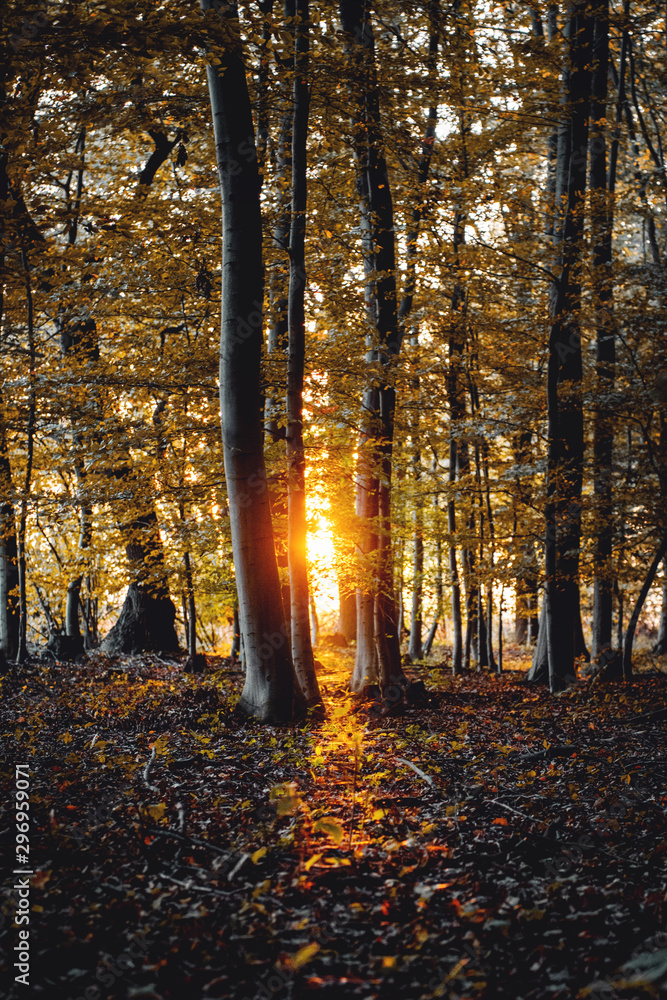 Deep dark and mysterious autumn winter beech forest with colorful golden leaves from autumn and colorful golden evening sunshine glow from sunset. Harz National Park, Germany