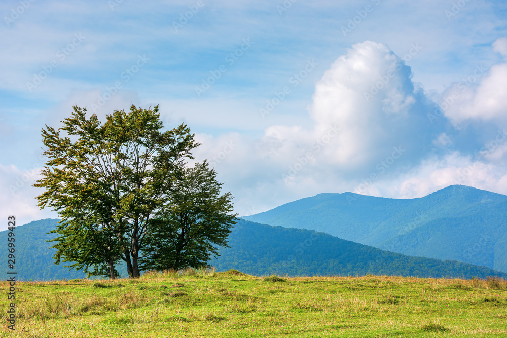 trees on the edge of grassy meadow in mountains. beautiful sunny morning with clouds above the distant ridge. early autumn in green and blue