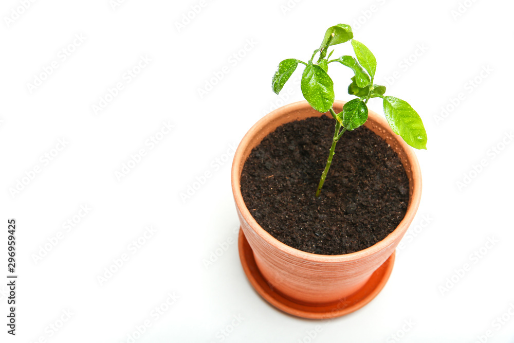 sprouted tangerine tree in a pot close up on a white background with copy space. sprouted tangerine tree in a pot close up on a white background with copy space.