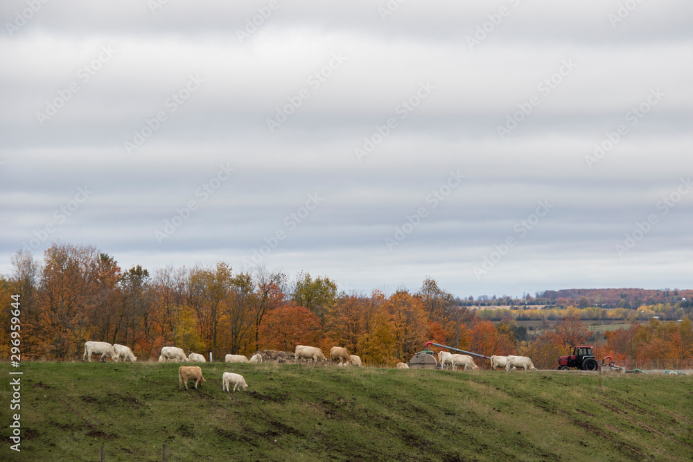landscape in autumn landscape in autumn