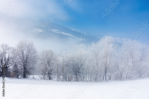 row of tees in hoarfrost on a snowy meadow. fantastic winter scenery in misty weather at sunrise. fairy tale mountain landscape concept