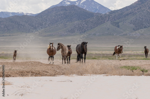 Wild Horses in Spring in the Utah Desert