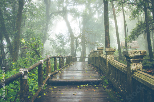 Canvas Print Fog in the forest,doi inthanon national park in chaing mai, thailand,Vintage st
