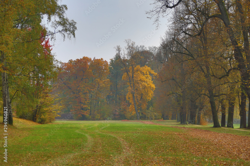Herbstwiese in einem Park (Fürstlich Greizer Park) mit bunt gefärbten Bäumen