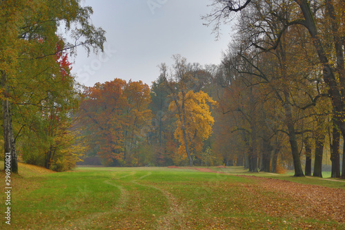 Herbstwiese in einem Park  F  rstlich Greizer Park  mit bunt gef  rbten B  umen