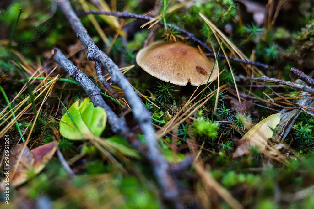 Mushrooms and grass bokeh background. Macro forest plant. Nature Mushrooms and grass bokeh background. Macro forest plant. Nature