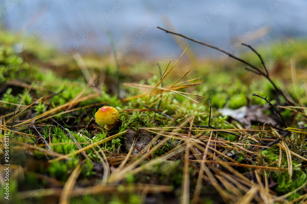 Yellow mushroom and moss bokeh background. Macro forest plant. Nature Yellow mushroom and moss bokeh background. Macro forest plant. Nature