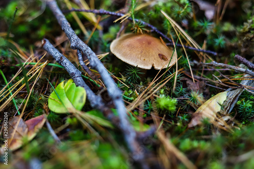 Mushrooms and grass bokeh background. Macro forest plant. Nature