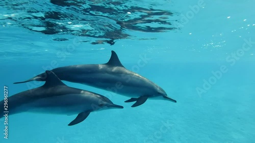 Two dolphins, mother and juvenile dolphin slowly swims in a circle under surface in blue water in the morning sun rays. Spinner Dolphin (Stenella longirostris), Underwater shot, Closeup. Red Sea  photo