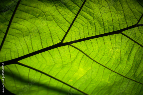 green leaf pattern texture background
