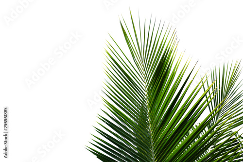 nature Coconut leaves on a white background