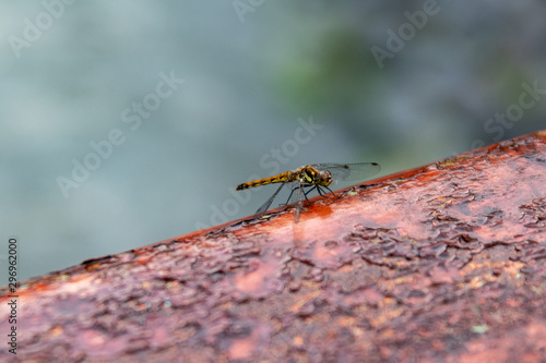 Dragonfly on a Bridge in Nikko Japan