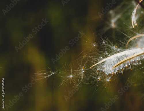 Wildflower seeds on rosebay willowherb plant 