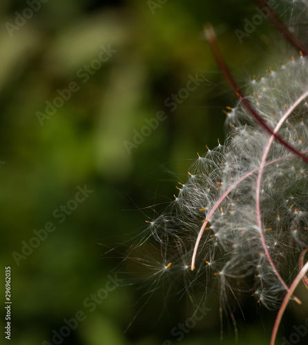 Wildflower seeds on rosebay willowherb plant 