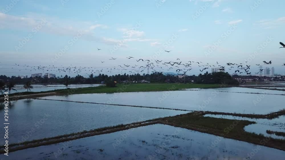 Flock of Asian openbill fly in dawn at Malaysia, Southeast Asia. Flock of Asian openbill fly in dawn at Malaysia, Southeast Asia.