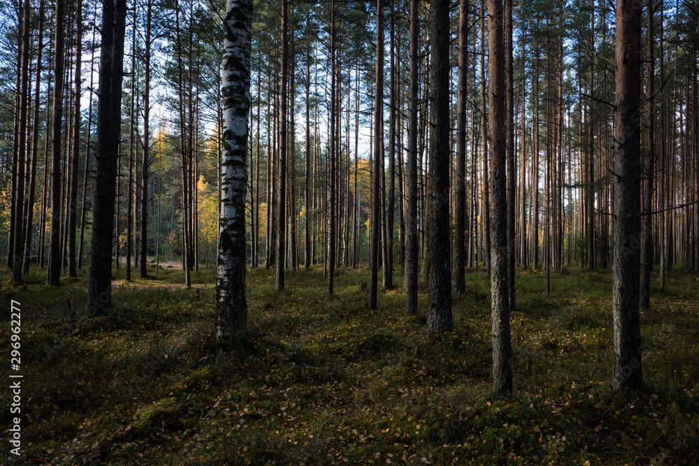 Autumn in a pine forest. Coniferous trees, green moss. It’s sunny.