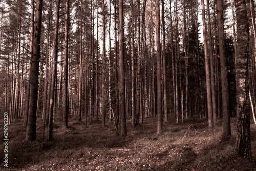 Autumn in a pine forest. Coniferous trees, green moss. It’s sunny.