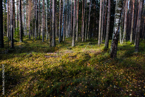 Autumn in a pine forest. Coniferous trees, green moss. It’s sunny.