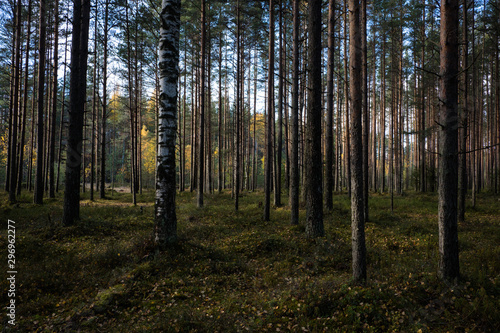 Autumn in a pine forest. Coniferous trees, green moss. It’s sunny. © Viktor