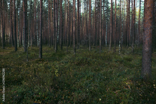 Autumn in a pine forest. Coniferous trees  green moss. It   s sunny.