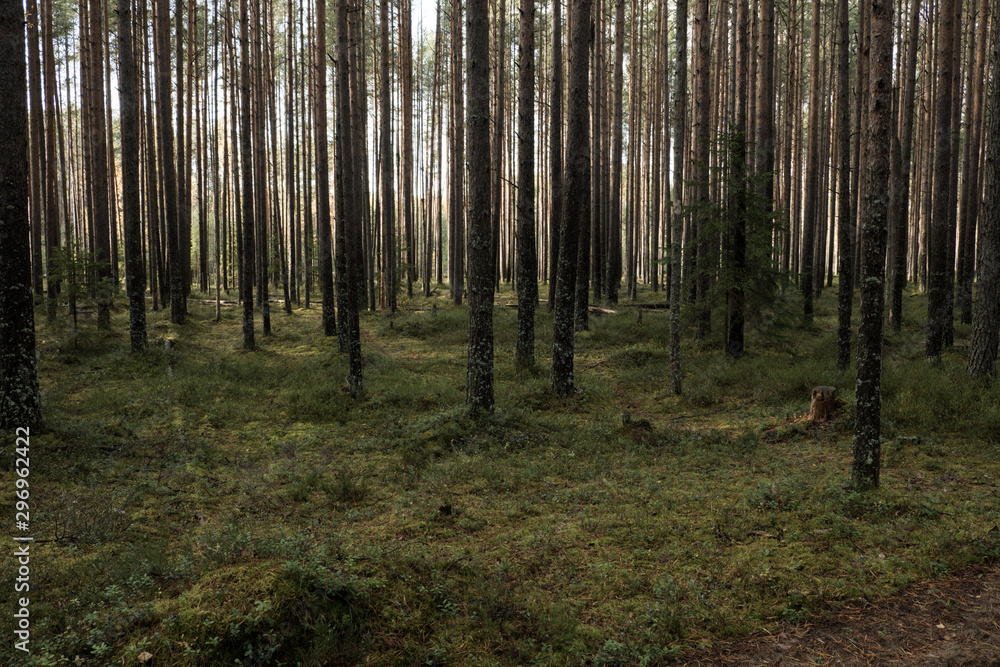 Autumn in a pine forest. Coniferous trees, green moss. It’s sunny.