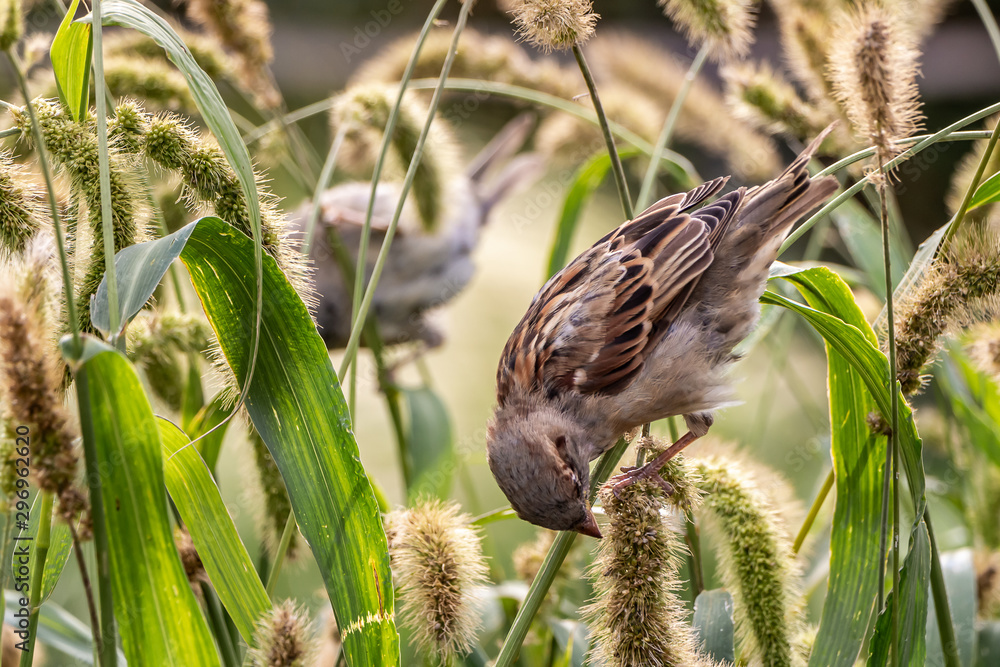 One gray and brown sparrow eats seeds of the carex acutiformis ehrh grass in the park in autumn One gray and brown sparrow eats seeds of the carex acutiformis ehrh grass in the park in autumn