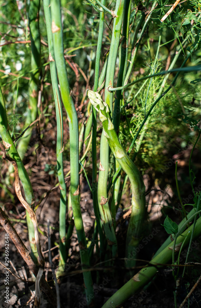Asparagus plants in the nature. Growing asparagus in agriculture. Asparagus plants in the nature. Growing asparagus in agriculture.