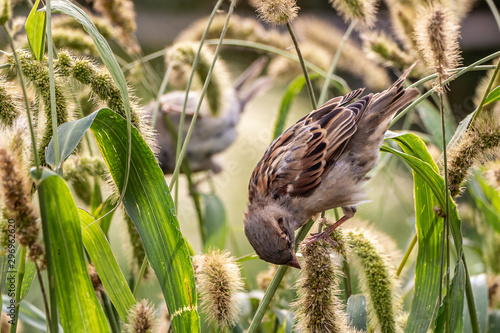 One gray and brown sparrow eats seeds of the carex acutiformis ehrh grass in the park in autumn