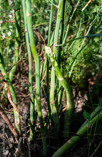 Asparagus plants in the nature. Growing asparagus in agriculture.