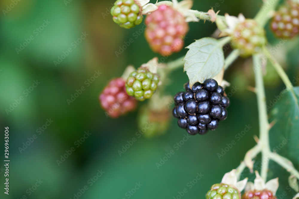 Wild blackberries on a branch Wild blackberries on a branch