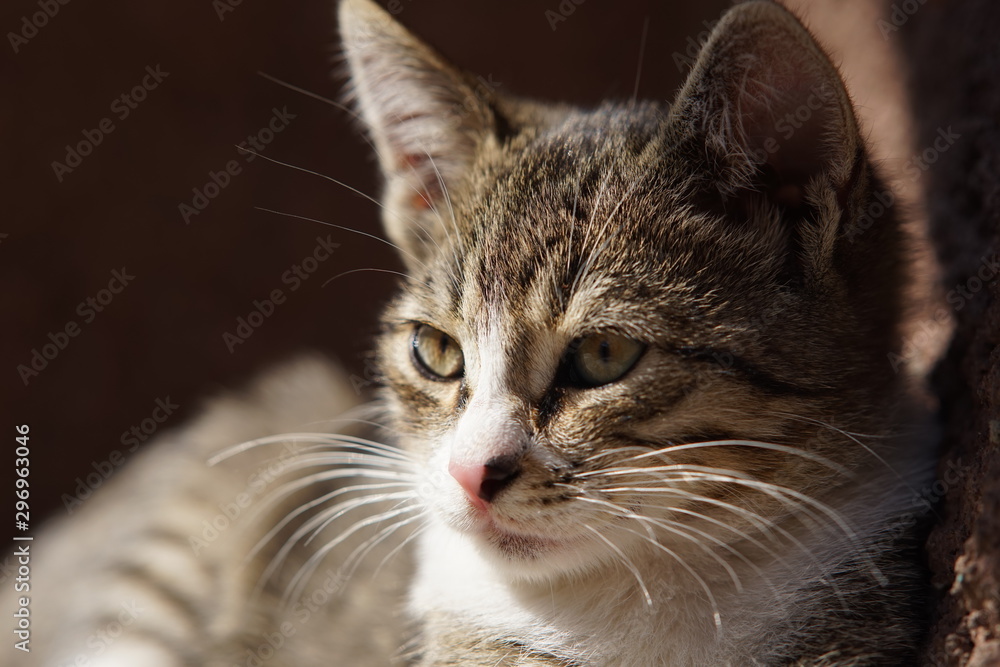 portrait of a tabby grey kitten's close-up face