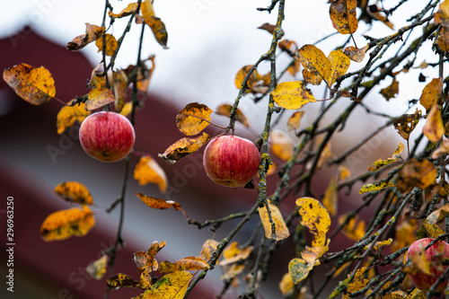 Apples hanging on the tree