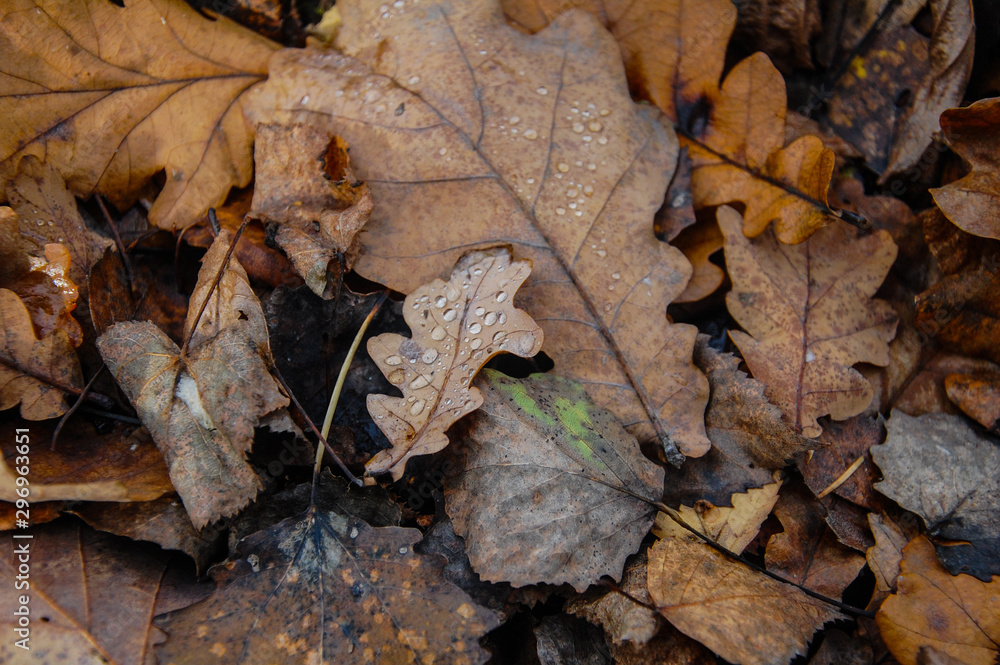 fallen autumn oak leaves with dew drops