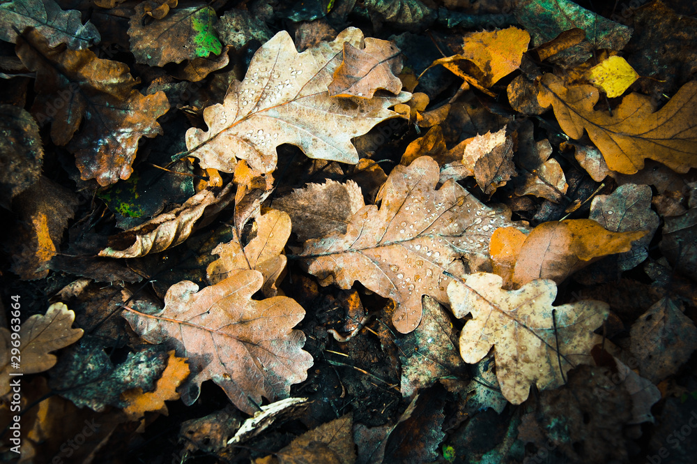 fallen autumn oak leaves with dew drops