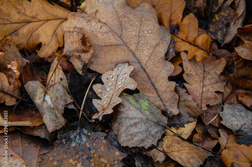 fallen autumn oak leaves with dew drops