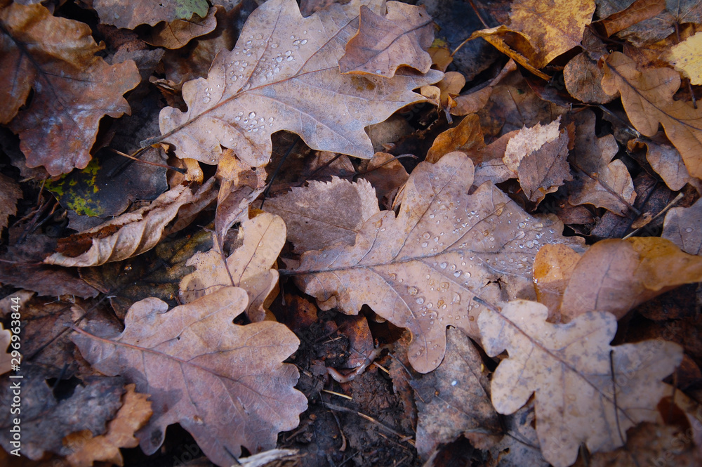 autumn oak leaves on the ground