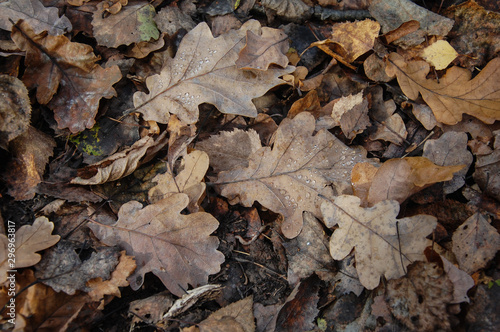 background texture fallen oak leaves