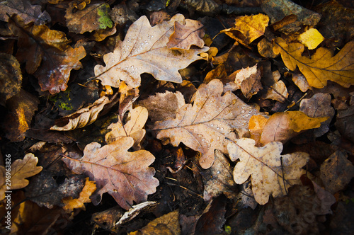 fallen autumn oak leaves with dew drops