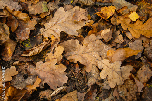 autumn loak leaves on the ground