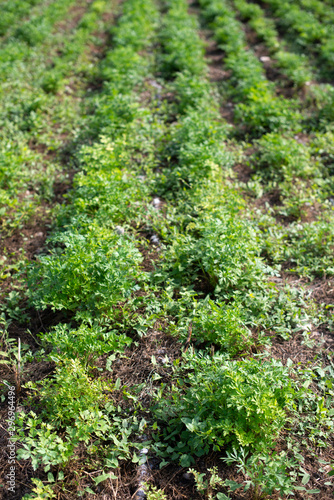 Plantation with Parsley in rows. Close up parsley in farm.