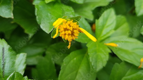 Yellow jacobaea vulgaris flowers with green background photo