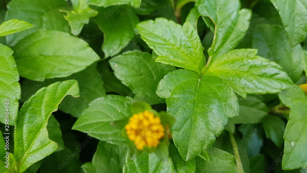 Yellow jacobaea vulgaris flowers with green background Yellow jacobaea vulgaris flowers with green background