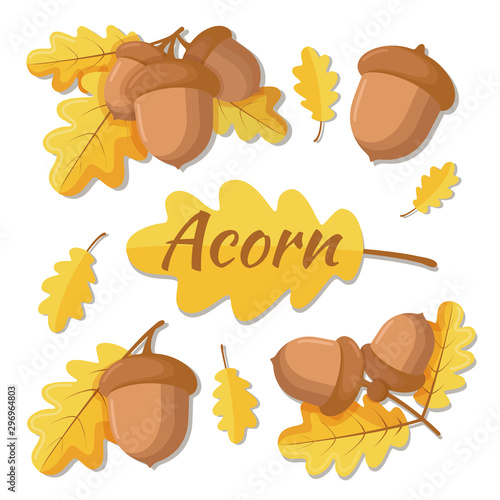 Vector illustration of oak acorn. Oak tree branch with leaves and acorns. Acorn separate, acorn with leaf isolated on a white background. Autumn illustration