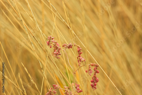 Dried grass with white fluffy flowers. Straw, hay on a foggy day light background with copy space.