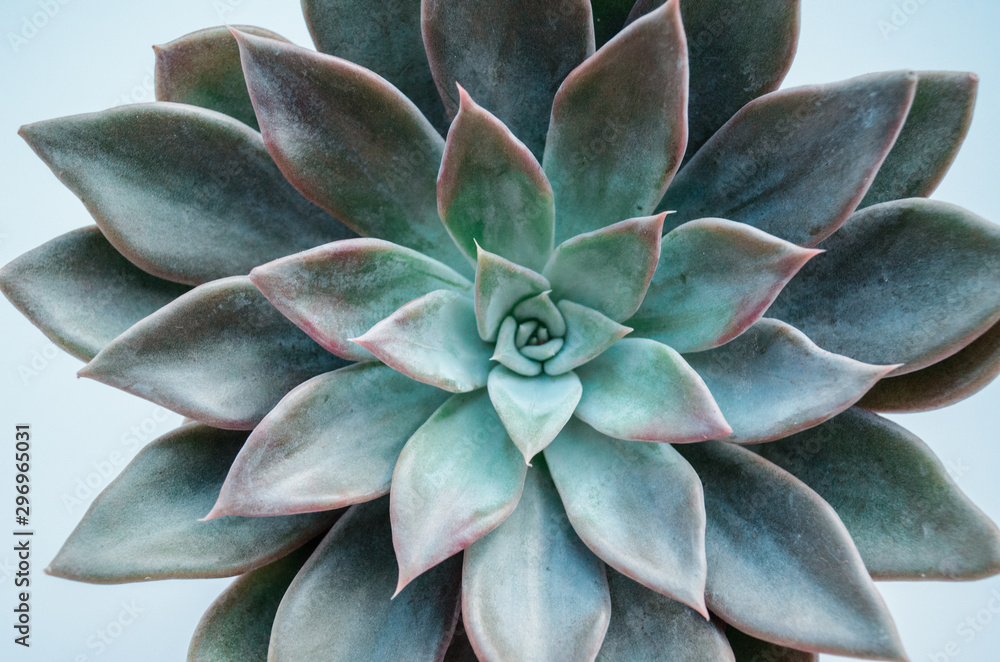 Echeveria succulent on a white background Echeveria succulent on a white background