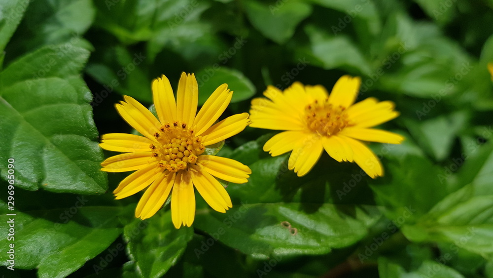 Yellow jacobaea vulgaris flowers with green background Yellow jacobaea vulgaris flowers with green background