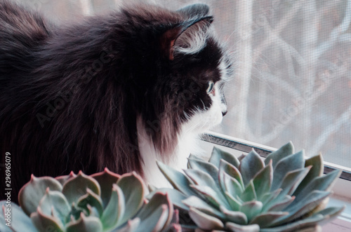  Echeveria succulent and black cat