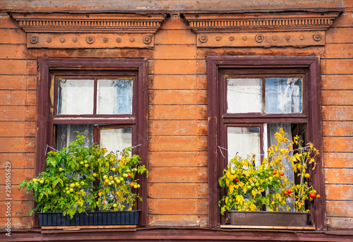 Tomato plants at the old wooden windows  urban garden in the city