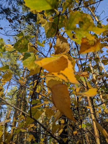 autumn leaves on tree