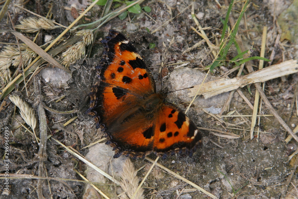 A butterfly from the Nymphalidae family, an Aglais species, walks along a road in the countryside. A butterfly from the Nymphalidae family, an Aglais species, walks along a road in the countryside.